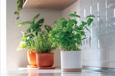 How to Grow Herbs at Home in Delaware This Winter