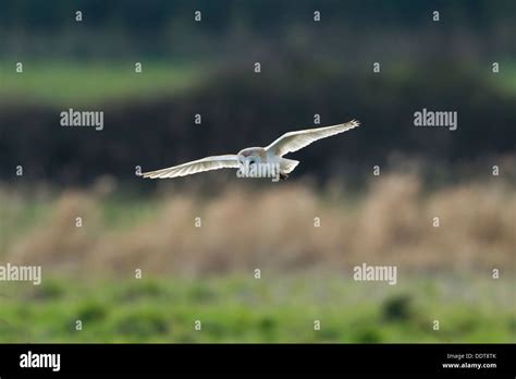 Barn owl ihunting Stock Photo - Alamy