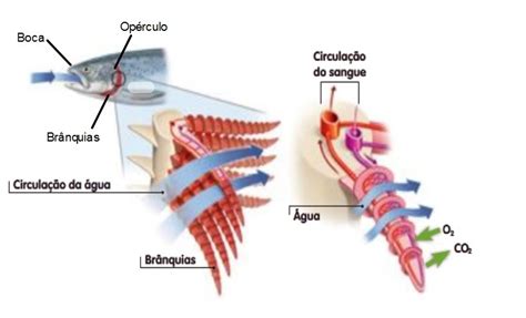 Aula de Ciências da Natureza 6ºAno Respiração dos peixes