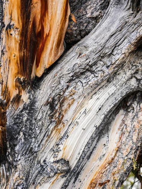 Bristleconepijnboom De Oudste Boom In De Wereld In Zonnige Dag Stock