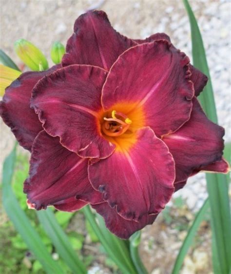 Лилейник Burgundy Love