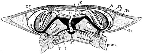 Cephalothorax Crab