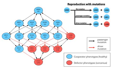 Markov point mutation diagram. Left: diagram shows 16 genetic cell... | Download Scientific Diagram