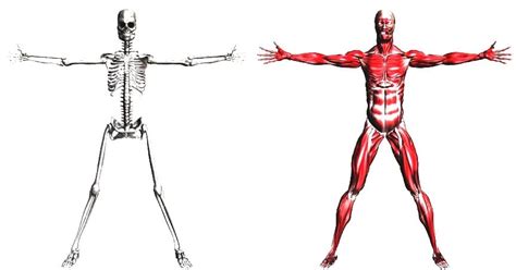 Sistema Músculo Esquelético Qué es Anatomía función fisiología más