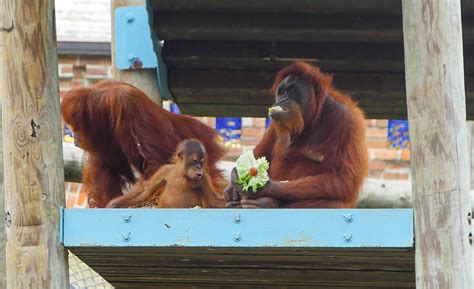Celebrate Endangered Species Day at Audubon Zoo