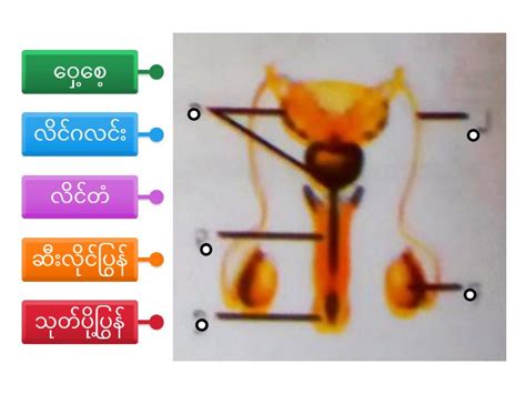 Male Reproductive System - Labelled diagram