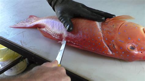 Fish filleting demonstration videos at Fillet Fish Australia