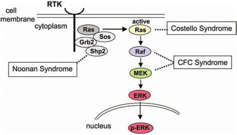 Ras/Raf/MEK/ ERK signal transduction pathway and associated genetic ...