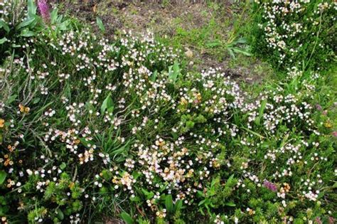 Western Moss Heather Flora Of The Lower Mainland · Inaturalist