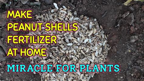 Make Peanut Shell Fertilizer At Your Home Powerful Miracle Fertilizer For Every Kind Of Plants