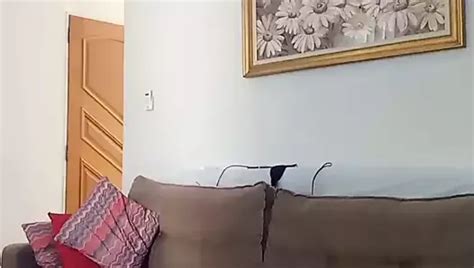 Exhibitionist Masturbating And Cumming Hot Gay Straight Guy Porn Feat Xanvaskas XHamster