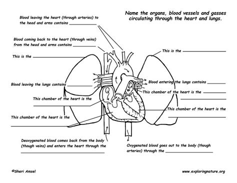 Heart Connected To Lungs Diagram Normal Heart Anatomy And Bl