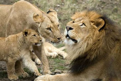 Cute sweet family | Cute animals, Animals, Lions