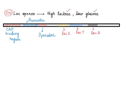 Solved Draw The Lac Operon In High Lactose Low Glucose Conditions Be