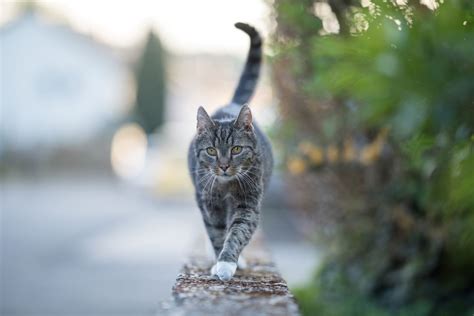 Körpersprache der Katze ist sie einfach nur missverstanden