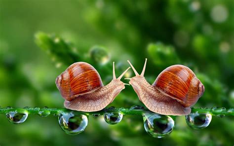 Snail s wallpaper | 2560x1600 | #6606