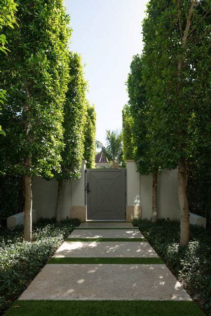 5 Best Pleached Trees to add Extra Privacy to Your Backyard | Livingetc