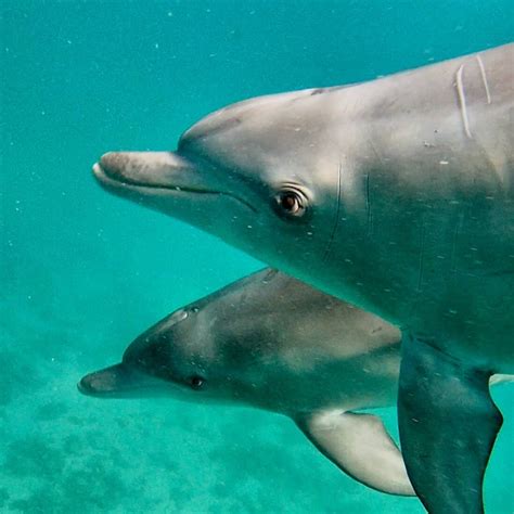 Perth Wildlife Encounters Dolphin Swim