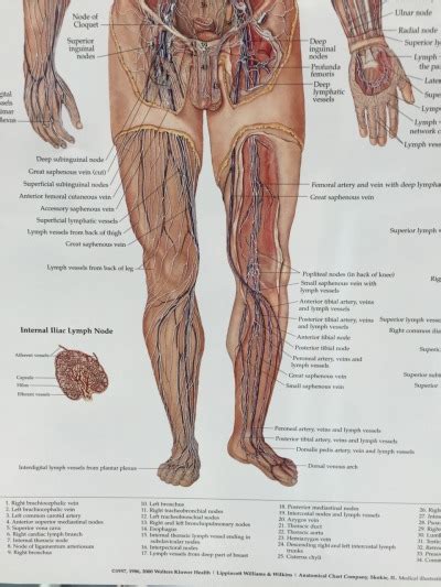 Lymphatic System Diagram ©wolters Kluwer Health Tumbex