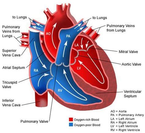 Heart Anatomy With Valves