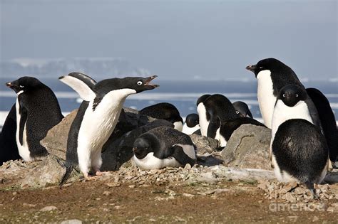 Mating Adelie Penguins Photograph by Greg Dimijian - Pixels