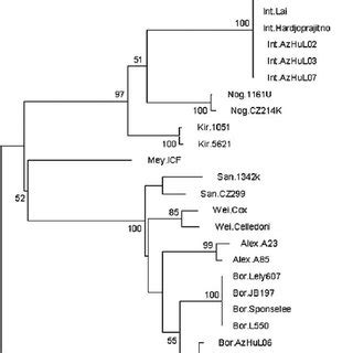 Phylogenetic tree based on Tamura-Nei distances and elaborated using ...