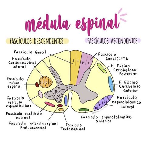 Sistema nervioso central – Artofit 