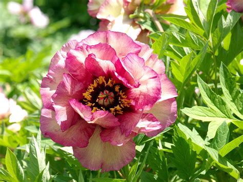 These Peony Colors Will Brighten Up Your Garden | Peony colors, Peonies ...