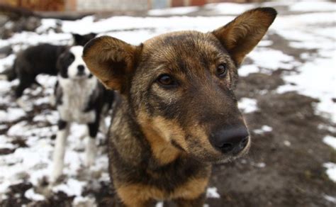 Заявление на отлов собак образец - tiatrabpros’s blog