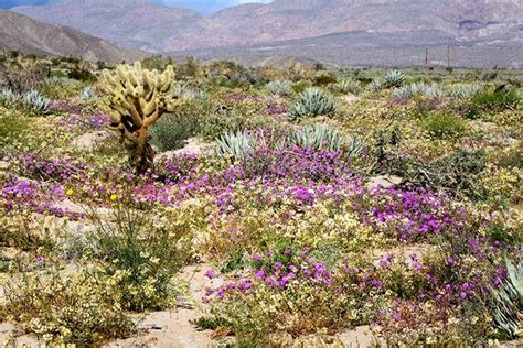 Desert Wildflowers 2019 Anza Borrego Desert State Park Desertusa State Parks Sunset Images