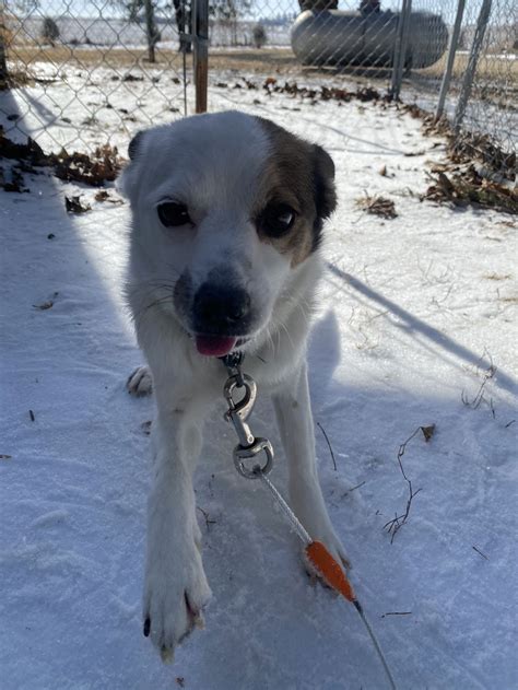 Dog for Adoption - Murphy, a Chihuahua in Postville, IA | Alpha Paw