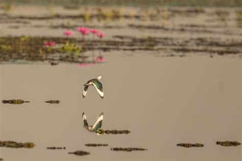 Premium Photo | Close-up of birds on lake