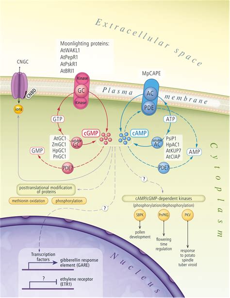 Cyclic Nucleotides Signaling Pathway In Plant Cells The Figure Draws