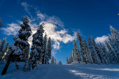 Banco De Imagens árvore Floresta Montanha Neve Inverno Nuvem