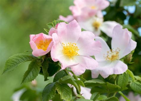 Rosier Plantation Conseils De Taille Et D Entretien Des Rosiers