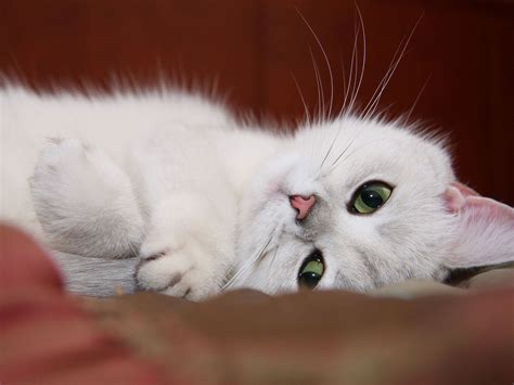 Wallpaper Face White Nose Whiskers Rest British Shorthair