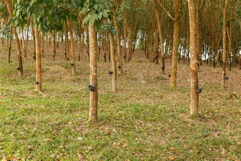 Rubber Tree plantation stock photo. Image of agriculture - 241627466