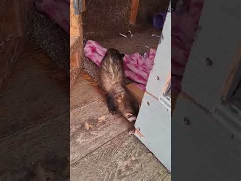 Ferret Nala Trys To Escape Youtube