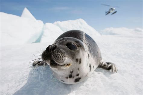 Harp Seal Pups