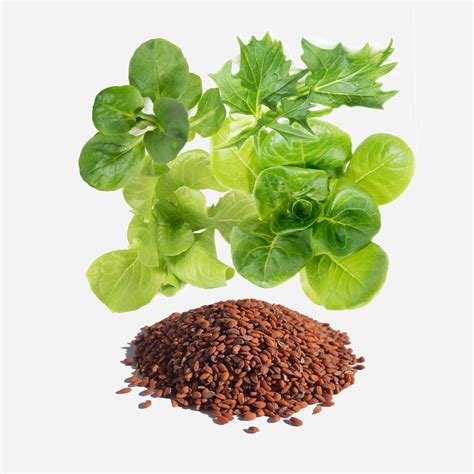 Salat Samen | Saatgut | Küchenfrisch.de