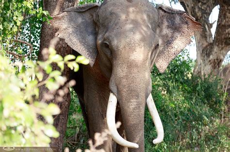 Elephants In Thailand - Amazing Encounters & Experiences