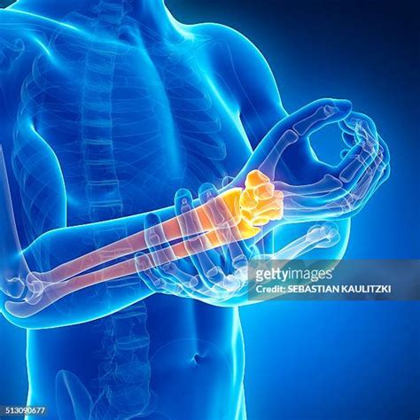 Wrist Forearm Anatomy High Res Illustrations Getty Images