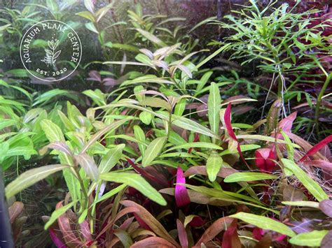 Hygrophila Polysperma "Dwarf Hygrophila" Plant Care Guide