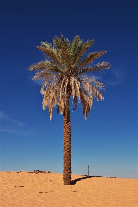 An Oasis in the Sahara Desert in the Heart of Africa Stock Photo ...