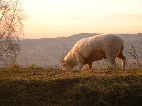 Brown's Folly Sheepwatch: Sheep at Sunset by John Lewis