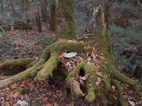 Aokigahara Forest Guilhem Vellut Flickr