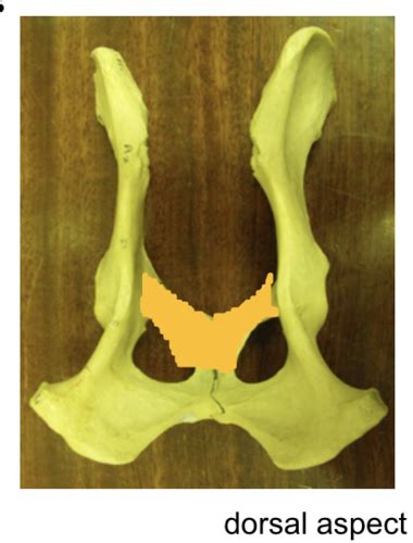 Canine Hindlimb Anatomy Flashcards Quizlet