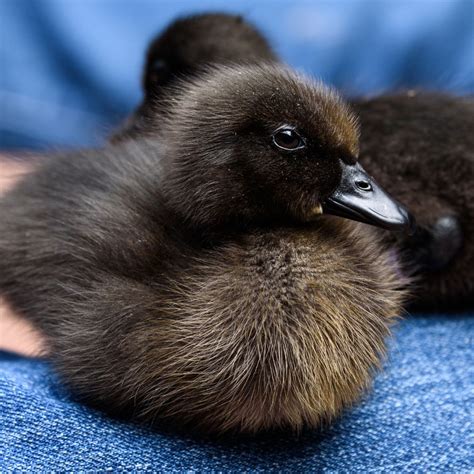 Ducklings: Cayuga - My Pet Chicken