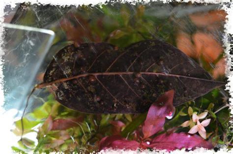 Листья дуба, миндаля, шишки ольхи в аквариуме - Уход и оформление ...