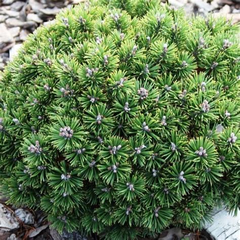 "Екатерининские сады" - Сосна горная Мини мопс (Pinus mugo 'Mini Mops')